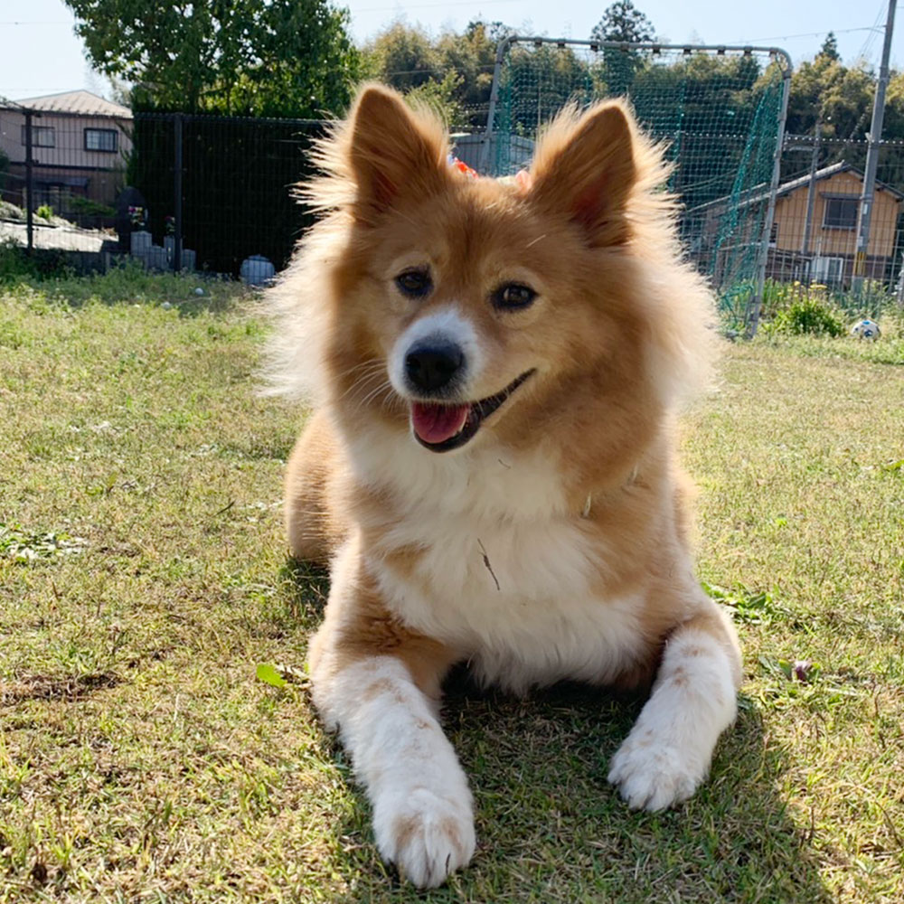 竹下犬猫病院 福知山市の動物病院 犬 猫 竹下犬猫病院 福知山市の動物病院 犬 猫