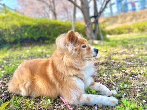 お花見はなちゃん