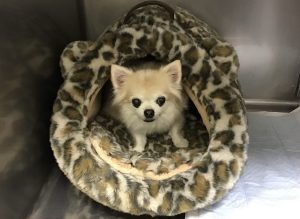 ねねちゃん