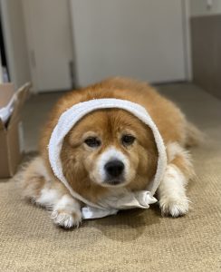 げんなりはなちゃん