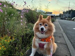 お散歩での一コマ